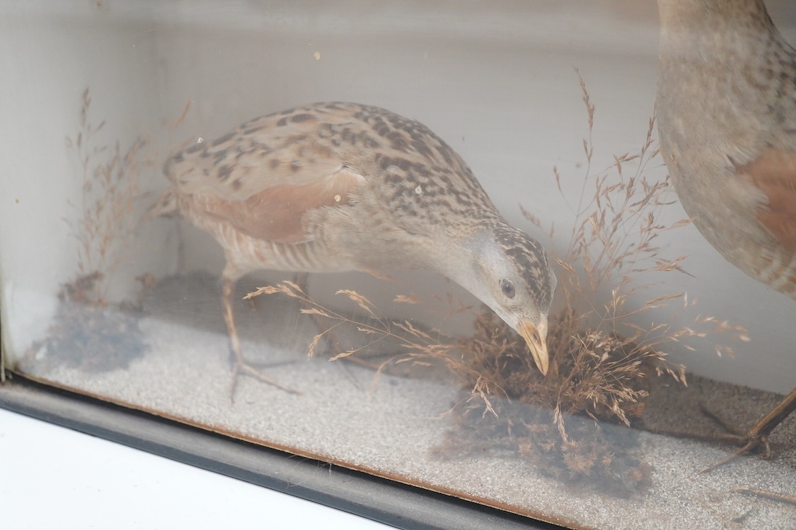 A Victorian taxidermy cased pair of corncrakes, dimensions; 48cm wide, 30cm high, 15cm deep